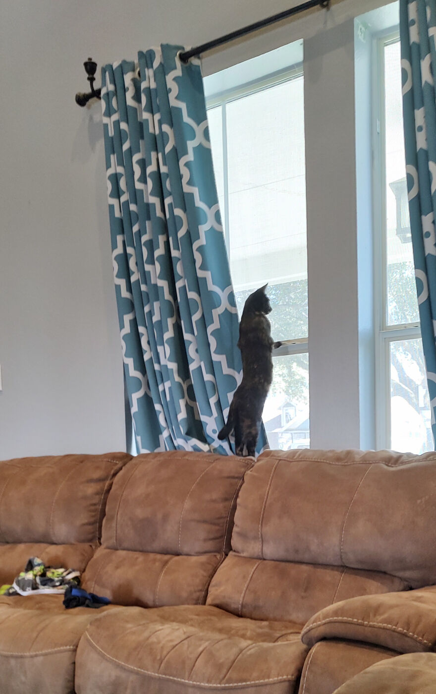 24 Pictures Of My Beautiful Cats I Love To Bits🐈⬛🐈 24 Pictures Of My Beautiful Cats I Love To Bits🐈⬛🐈