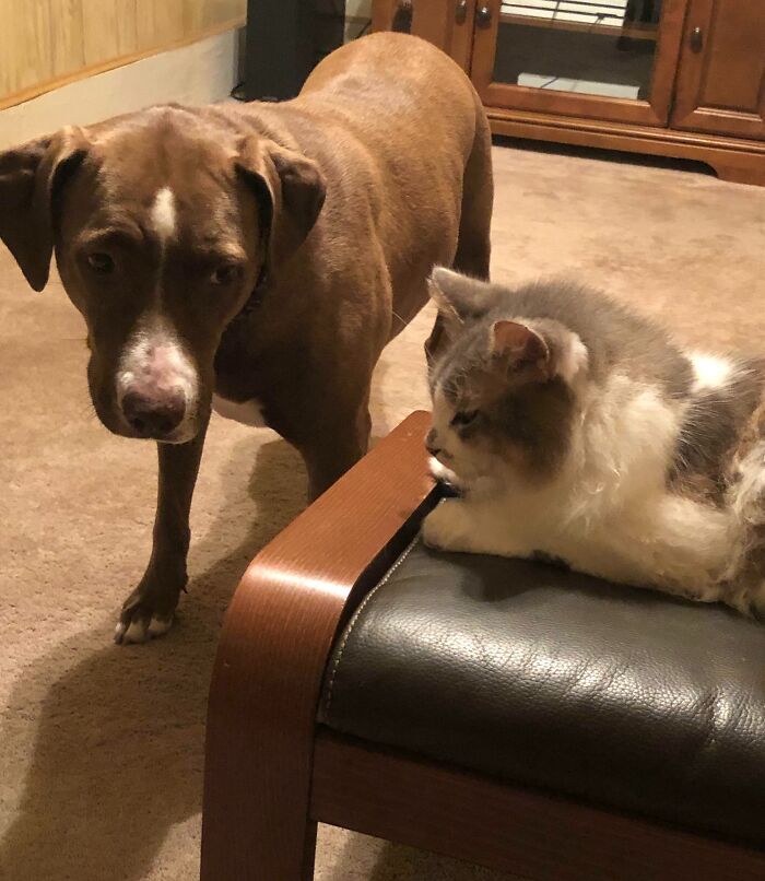 Brown dog looking at cat