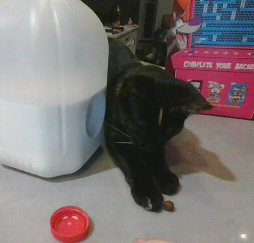 24 Pictures Of My Beautiful Cats I Love To Bits🐈⬛🐈 24 Pictures Of My Beautiful Cats I Love To Bits🐈⬛🐈