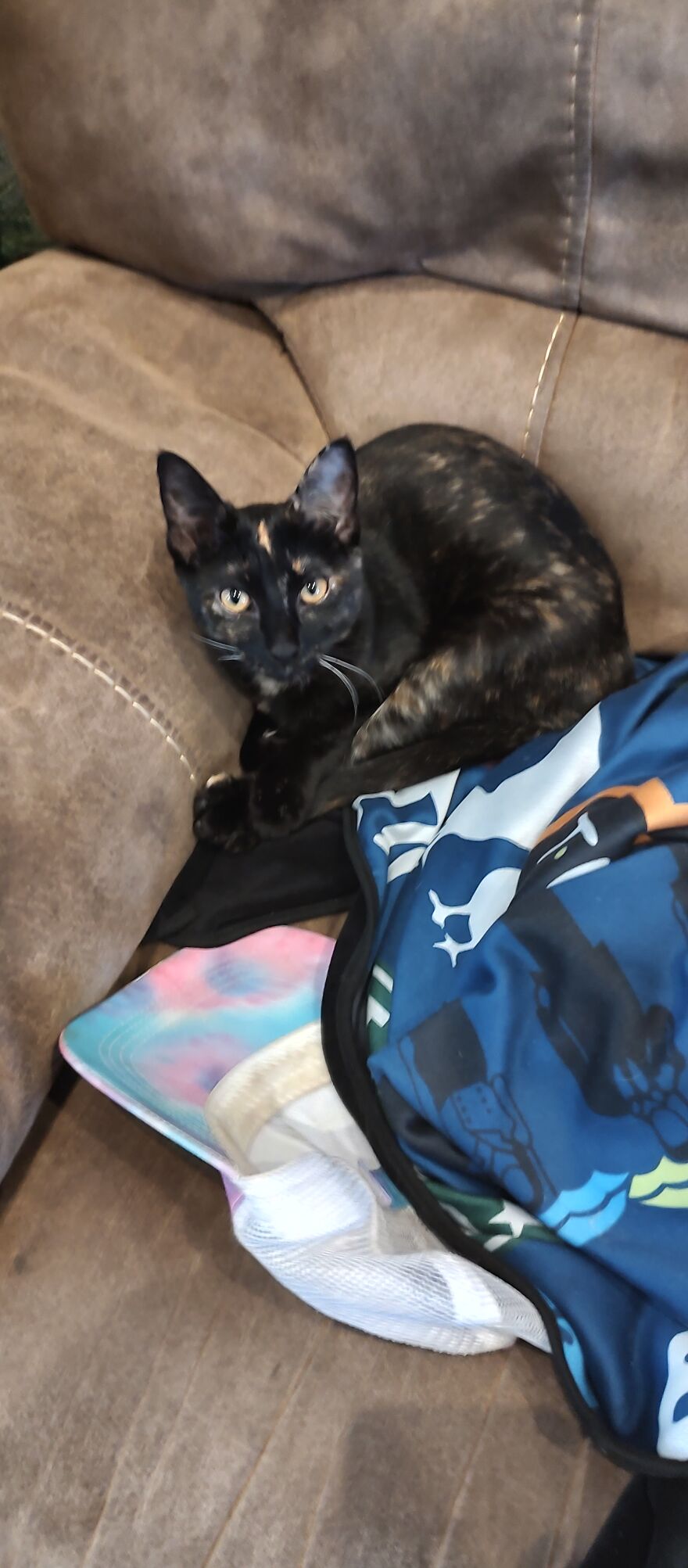 24 Pictures Of My Beautiful Cats I Love To Bits🐈⬛🐈 24 Pictures Of My Beautiful Cats I Love To Bits🐈⬛🐈