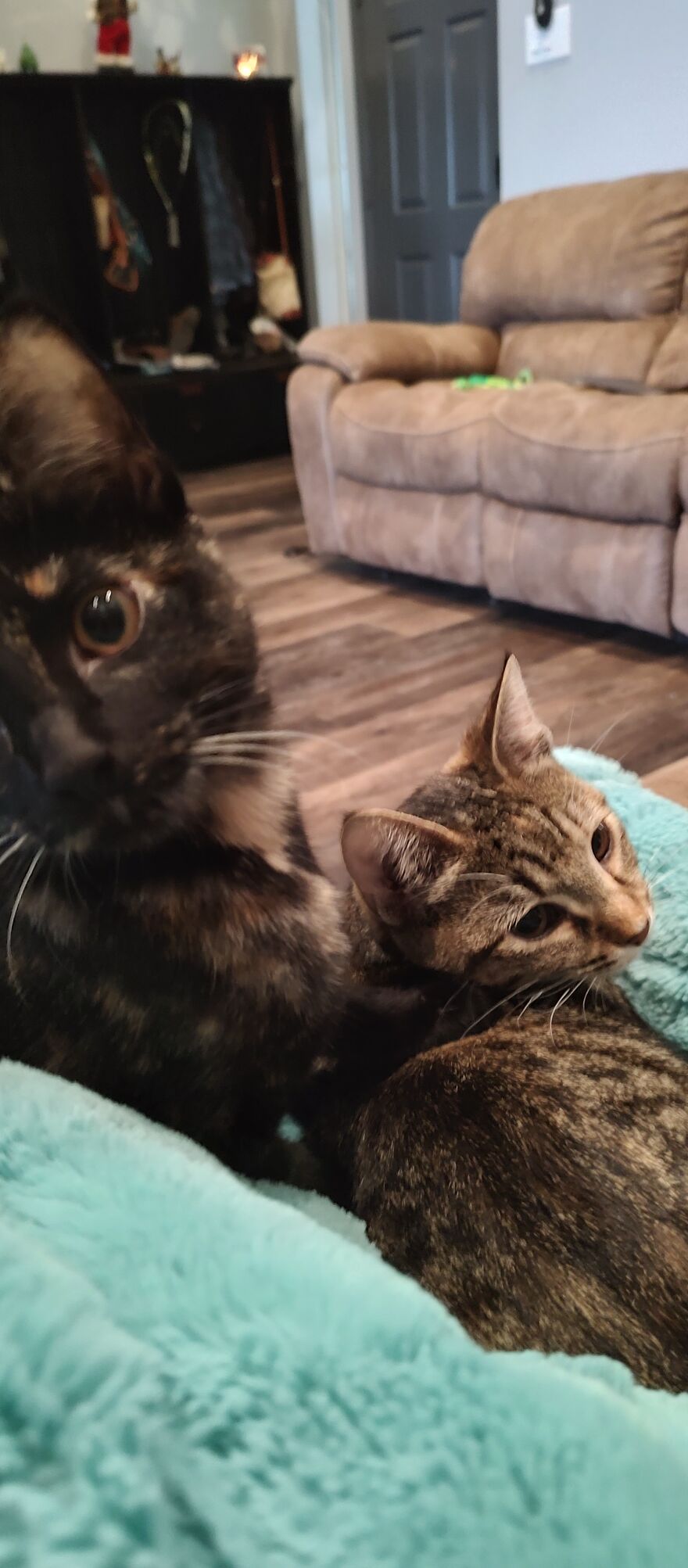 24 Pictures Of My Beautiful Cats I Love To Bits🐈⬛🐈 24 Pictures Of My Beautiful Cats I Love To Bits🐈⬛🐈