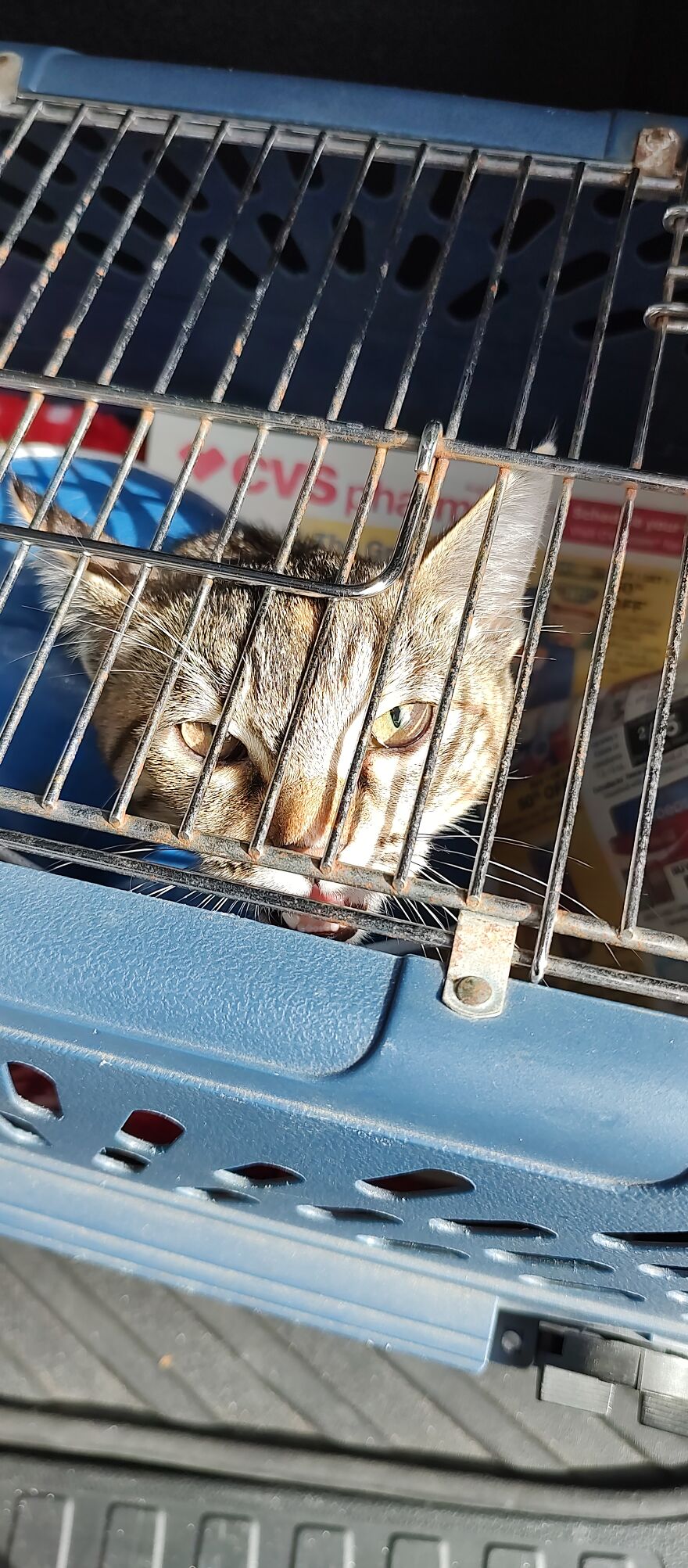 24 Pictures Of My Beautiful Cats I Love To Bits🐈⬛🐈 24 Pictures Of My Beautiful Cats I Love To Bits🐈⬛🐈