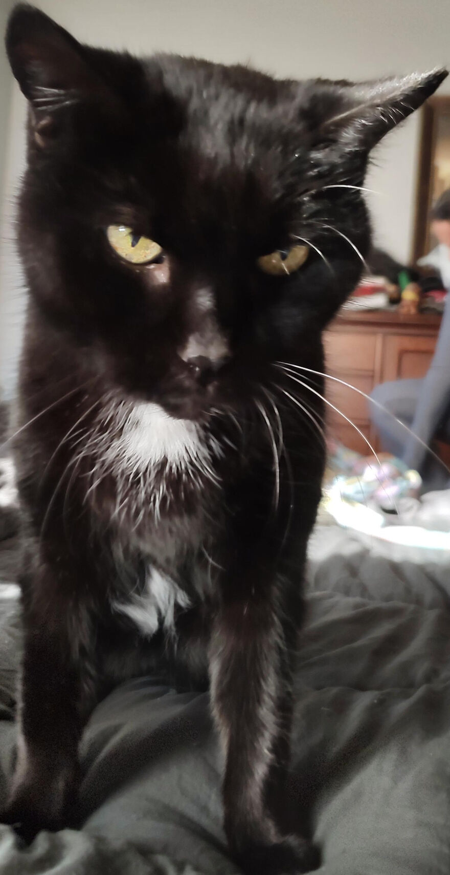 24 Pictures Of My Beautiful Cats I Love To Bits🐈⬛🐈 24 Pictures Of My Beautiful Cats I Love To Bits🐈⬛🐈