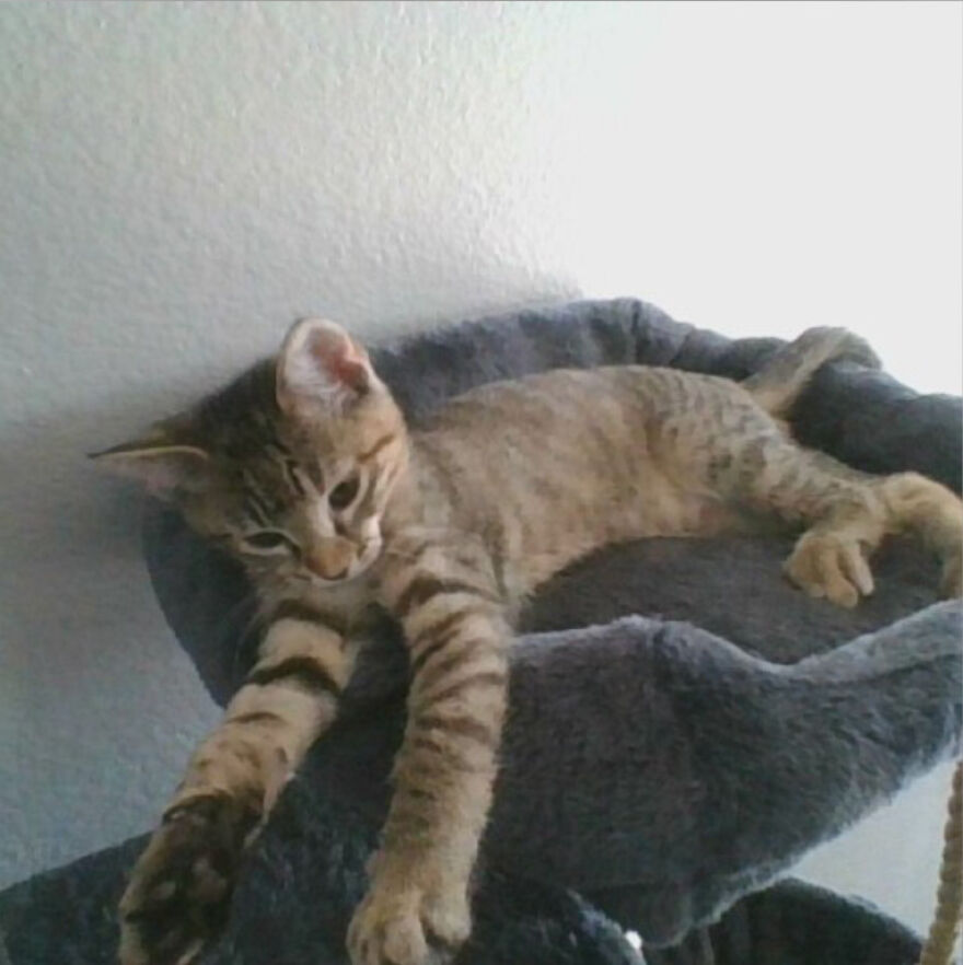 24 Pictures Of My Beautiful Cats I Love To Bits🐈⬛🐈 24 Pictures Of My Beautiful Cats I Love To Bits🐈⬛🐈