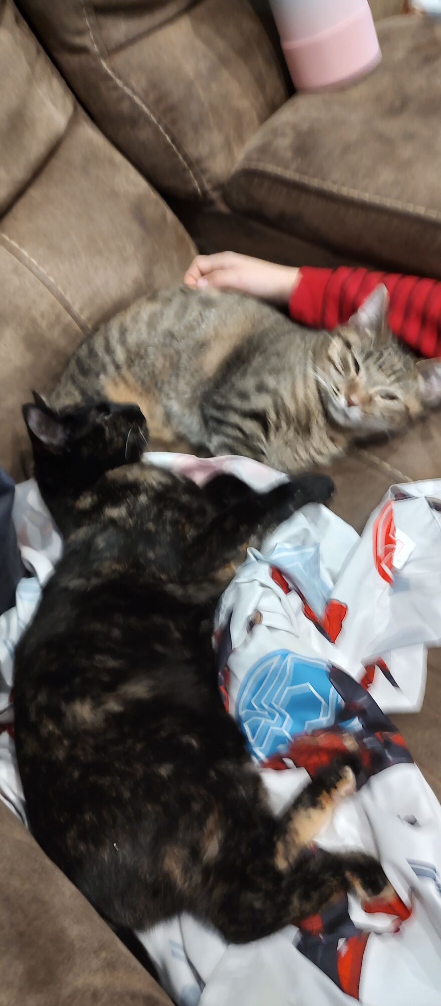 24 Pictures Of My Beautiful Cats I Love To Bits🐈⬛🐈 24 Pictures Of My Beautiful Cats I Love To Bits🐈⬛🐈