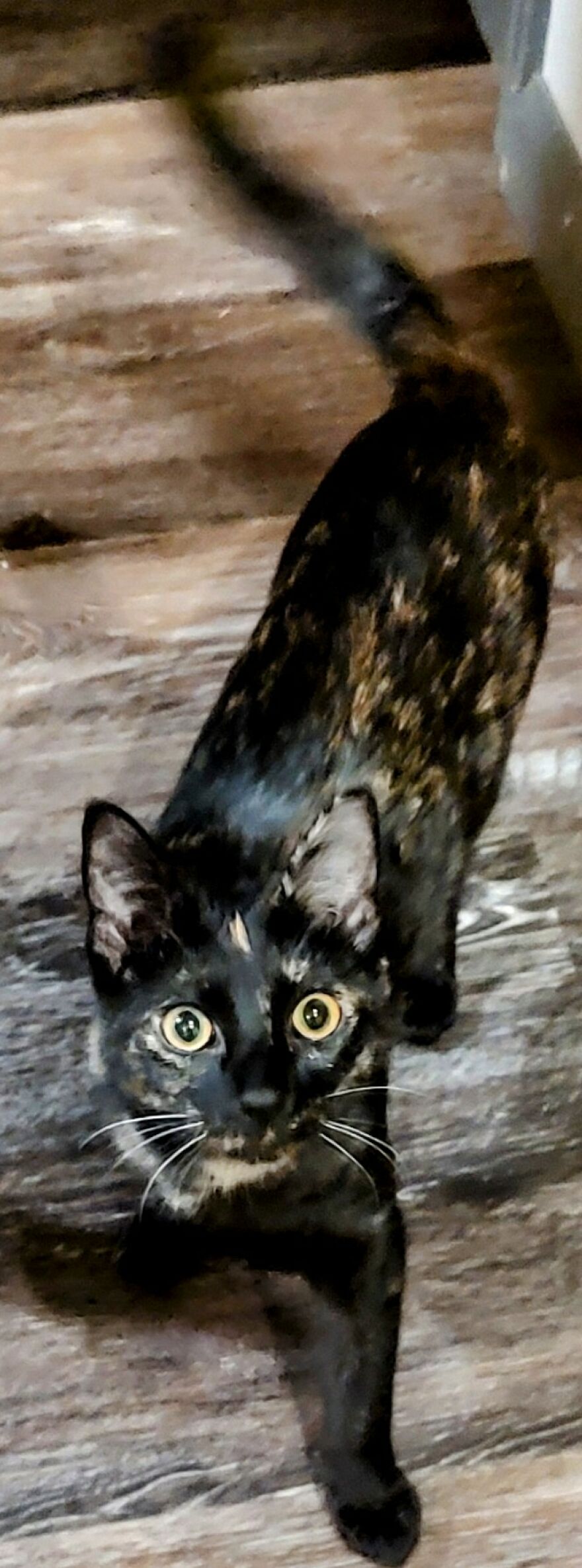 24 Pictures Of My Beautiful Cats I Love To Bits🐈⬛🐈 24 Pictures Of My Beautiful Cats I Love To Bits🐈⬛🐈