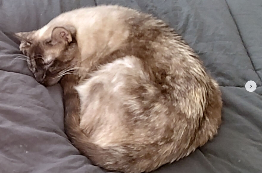 24 Pictures Of My Beautiful Cats I Love To Bits🐈⬛🐈 24 Pictures Of My Beautiful Cats I Love To Bits🐈⬛🐈