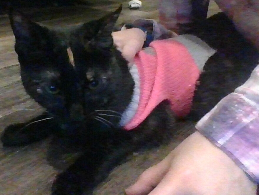 24 Pictures Of My Beautiful Cats I Love To Bits🐈⬛🐈 24 Pictures Of My Beautiful Cats I Love To Bits🐈⬛🐈