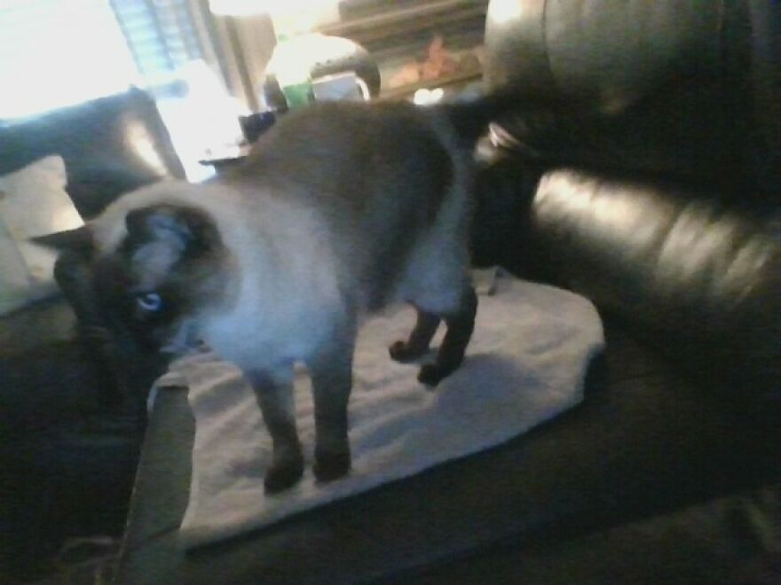 24 Pictures Of My Beautiful Cats I Love To Bits🐈⬛🐈 24 Pictures Of My Beautiful Cats I Love To Bits🐈⬛🐈