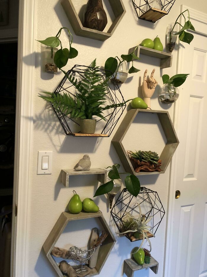 Photo of shelves with plants on it