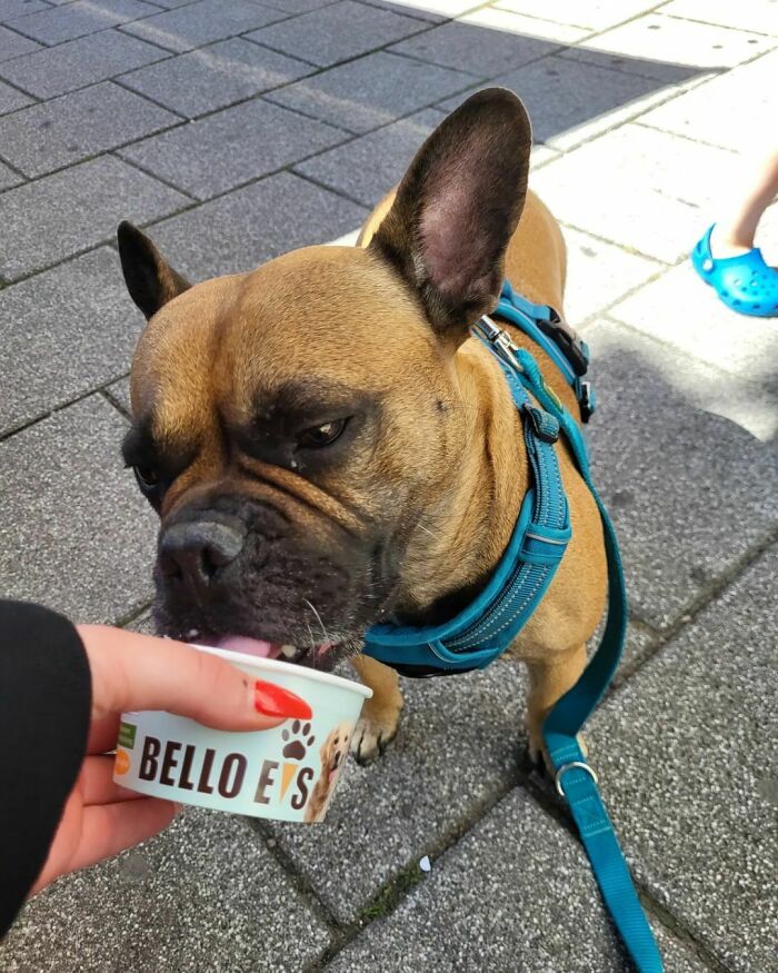 Cute Dog Eating Ice Cream
