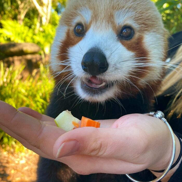 Red panda eating small pieces of fruit and vegetables from a person's hand in a natural outdoor setting.