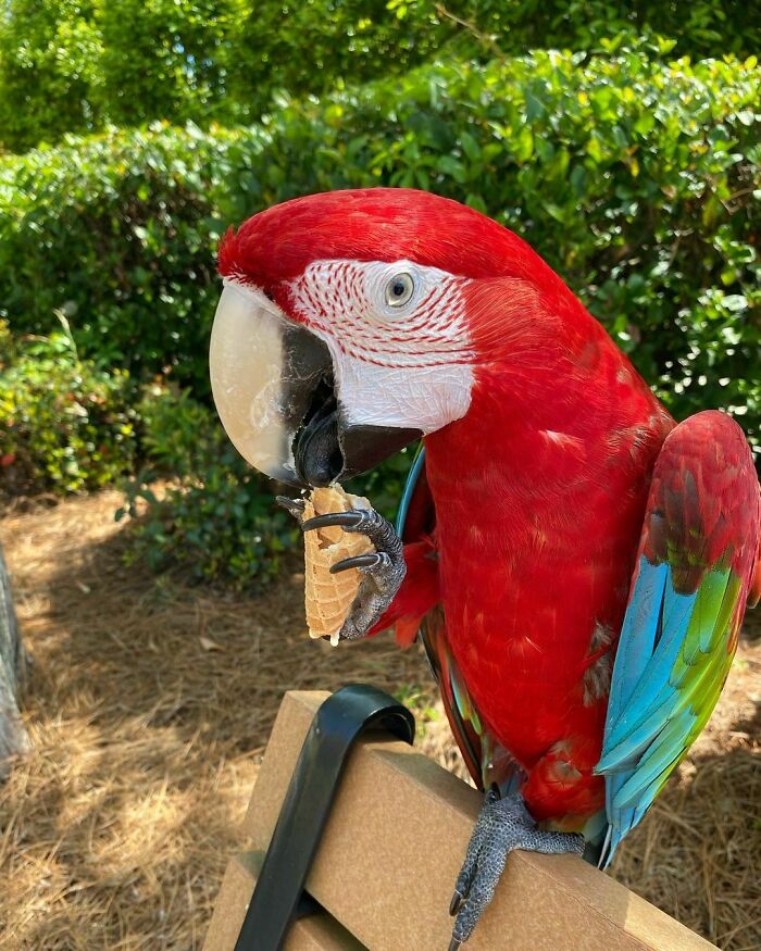 Bright red macaw parrot holding and eating a waffle cone outdoors, showcasing cute animals eating in an adorable way.