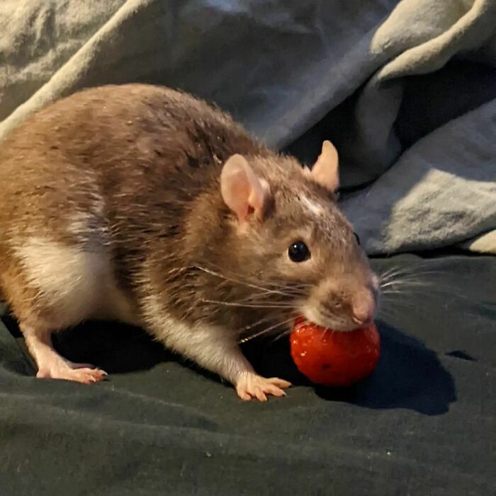 Small brown and white rat eating a red fruit, showcasing cute animals eating in the most adorable way.