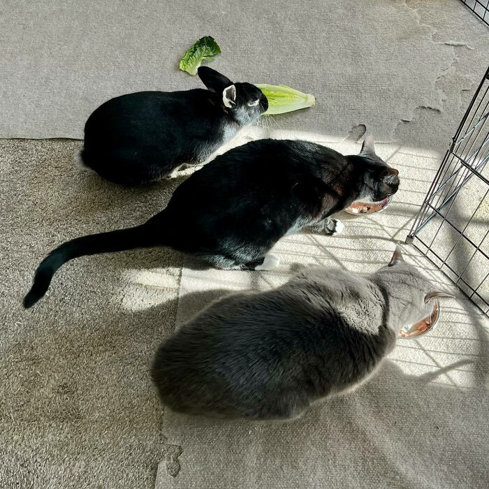 Three cute animals eating together with sunlight casting shadows on a carpeted floor.