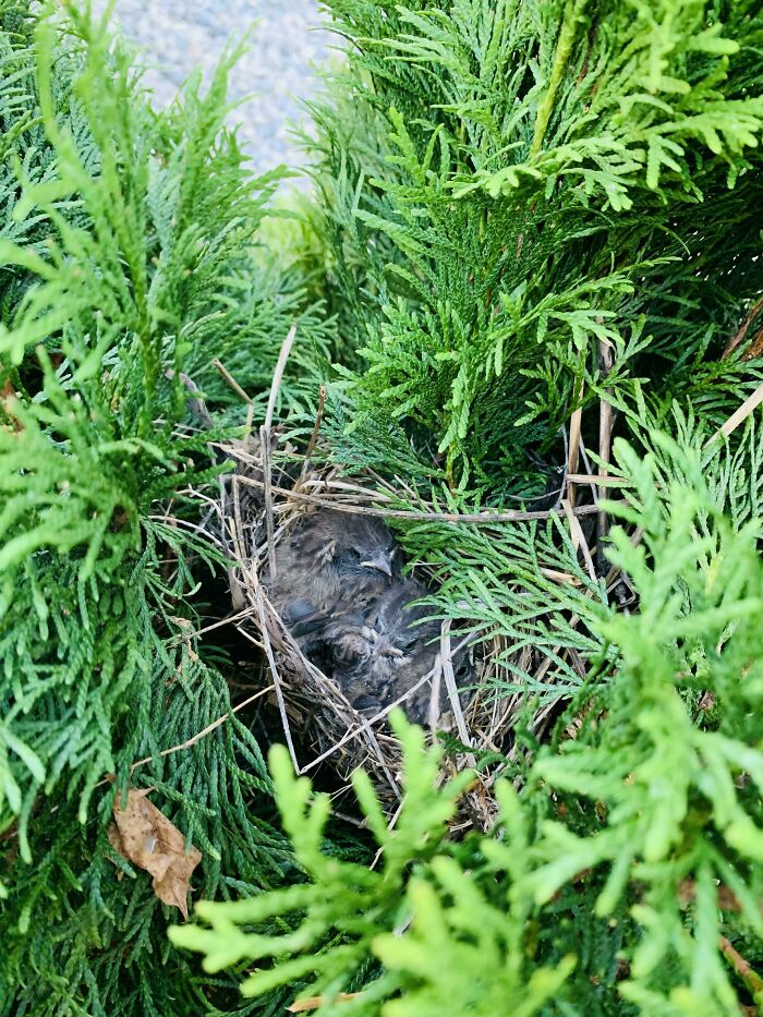 Wondered Why A Bird Kept Flying Into My Miniature Evergreen