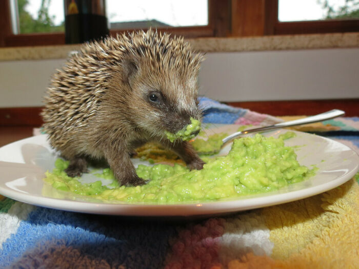 Hedgehog eating mashed avocado on a white plate, showcasing cute animals eating in an adorable way indoors.