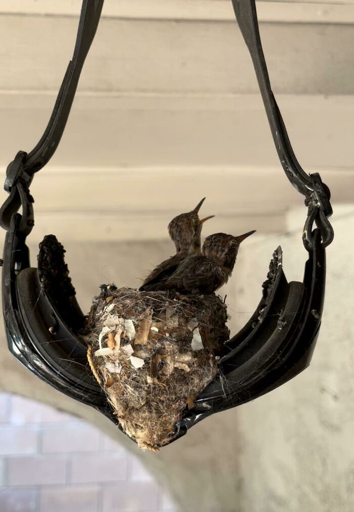 Hummingbird Family Made A Nest In A Pair Of Hanging Pool Goggles