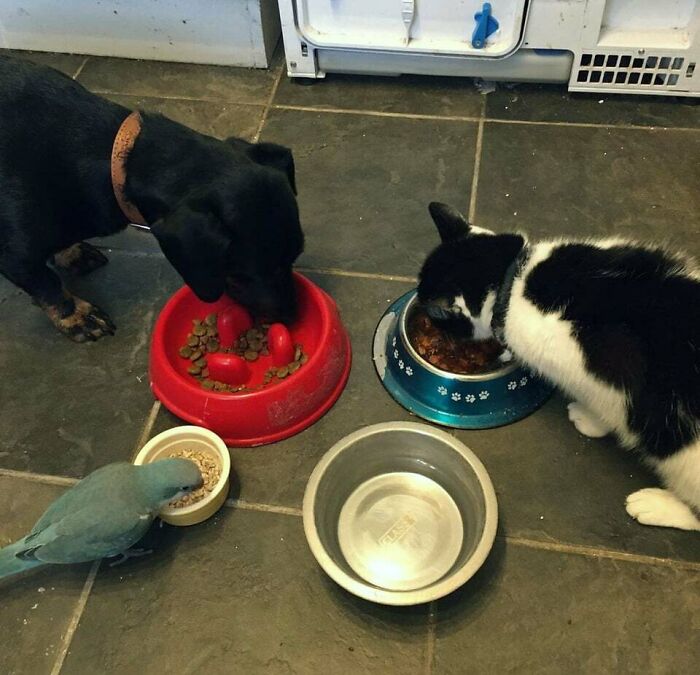 My Auntie's Parrot, Cat, And Dog Eating Breakfast Together