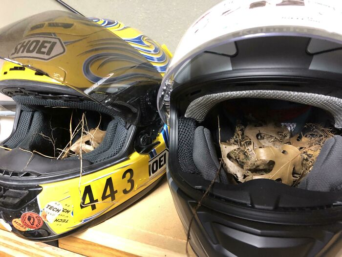 Going To The Track Today, But Found That Two Nesting Birds Had More Important Plans For My Helmets