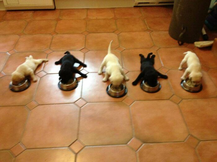 Five cute puppies eating together on a tiled floor, showcasing adorable animals eating in a charming way.