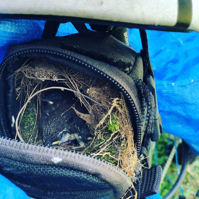 El nido que unos pájaros hicieron en la funda del asiento de mi bicicleta mientras estaba fuera. Tomaré el autobús al trabajo mientras lo necesiten