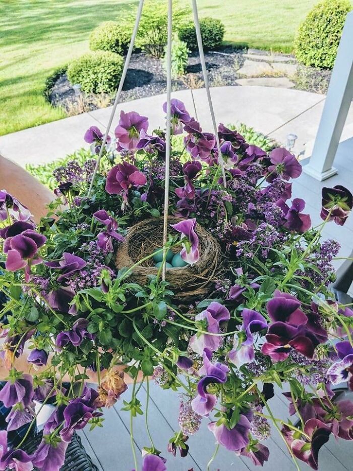 A Robin Made Its Nest And Laid Some Eggs In The Middle Of My Hanging Basket