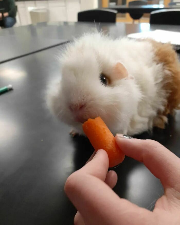 Fluffy guinea pig eating a carrot held by a person, showcasing cute animals eating in the most adorable way.