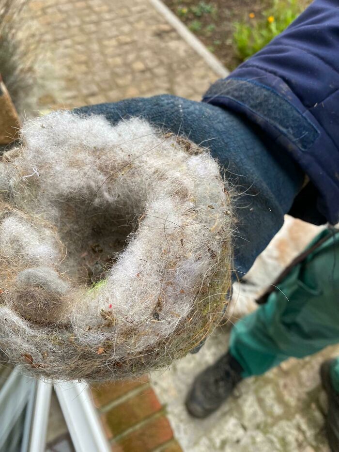 Found A Bird Nest In Our Garden. We Have Two White Fluffy Dogs And It Looks Like The Nest Was Built With Their Fur