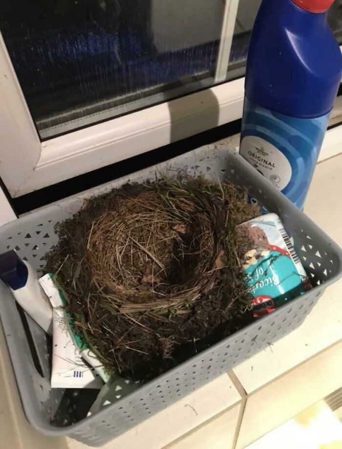 My Friend Left Her Bathroom Window Open And Came Home To A Bird’s Nest