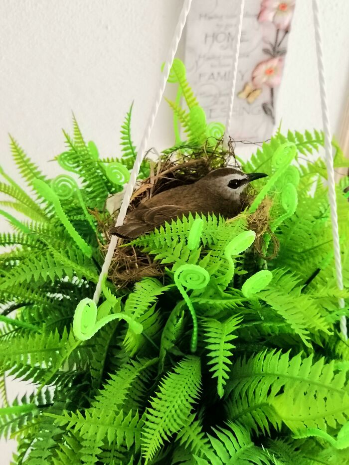 This Little Guy Made A Nest In My Fake Potted Plant Outside