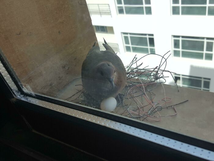 A Bird Using Wires For Nesting On One Of Our Windows