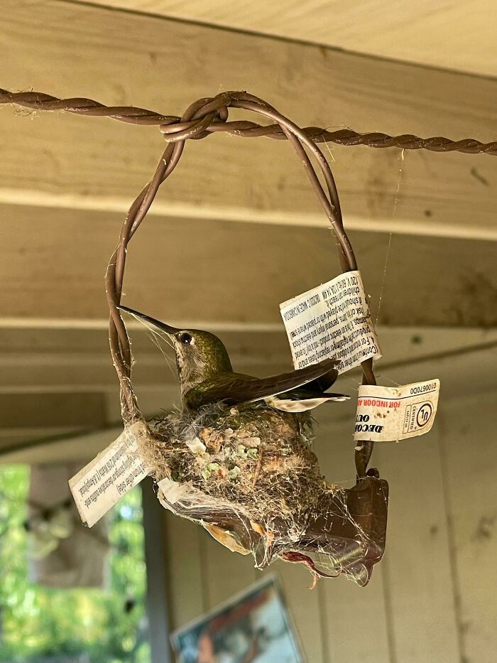 A Hummingbird Built Her Nest On The String Lights Above My Patio Table