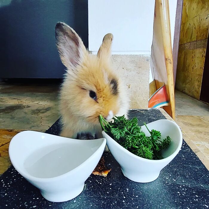 Fluffy bunny eating fresh parsley next to a water bowl, showcasing cute animals eating in the most adorable way.