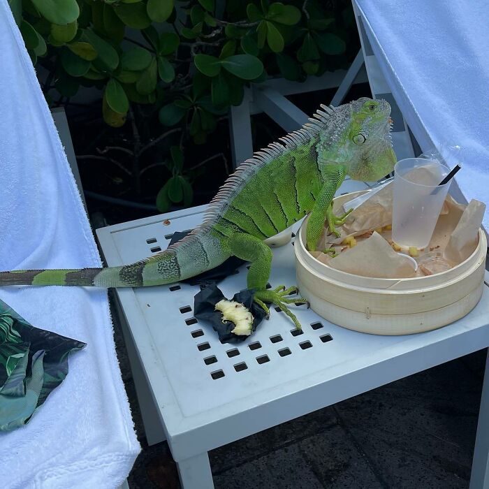 Green iguana eating a piece of fruit on a white table next to a basket and cup, showing cute animals eating.