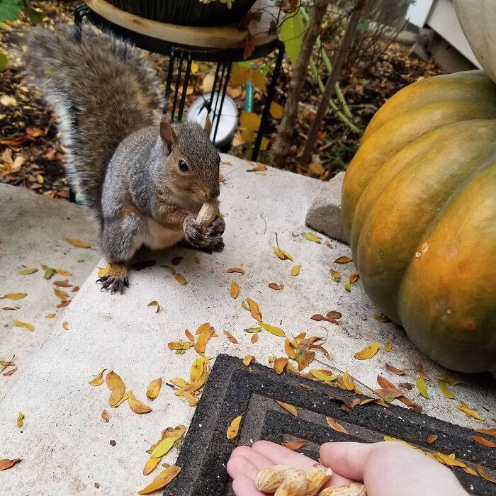 Cute squirrel eating a peanut on a porch near a large pumpkin, showcasing adorable animals eating in the most charming way.