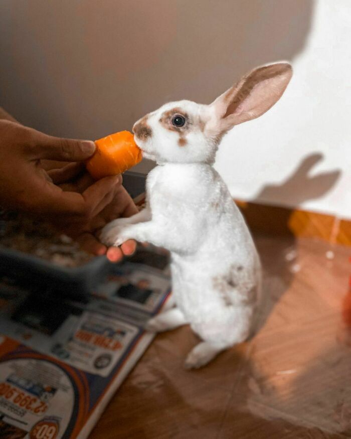 First Time Trying Carrot 