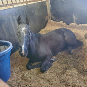 priscillapeyton avatar