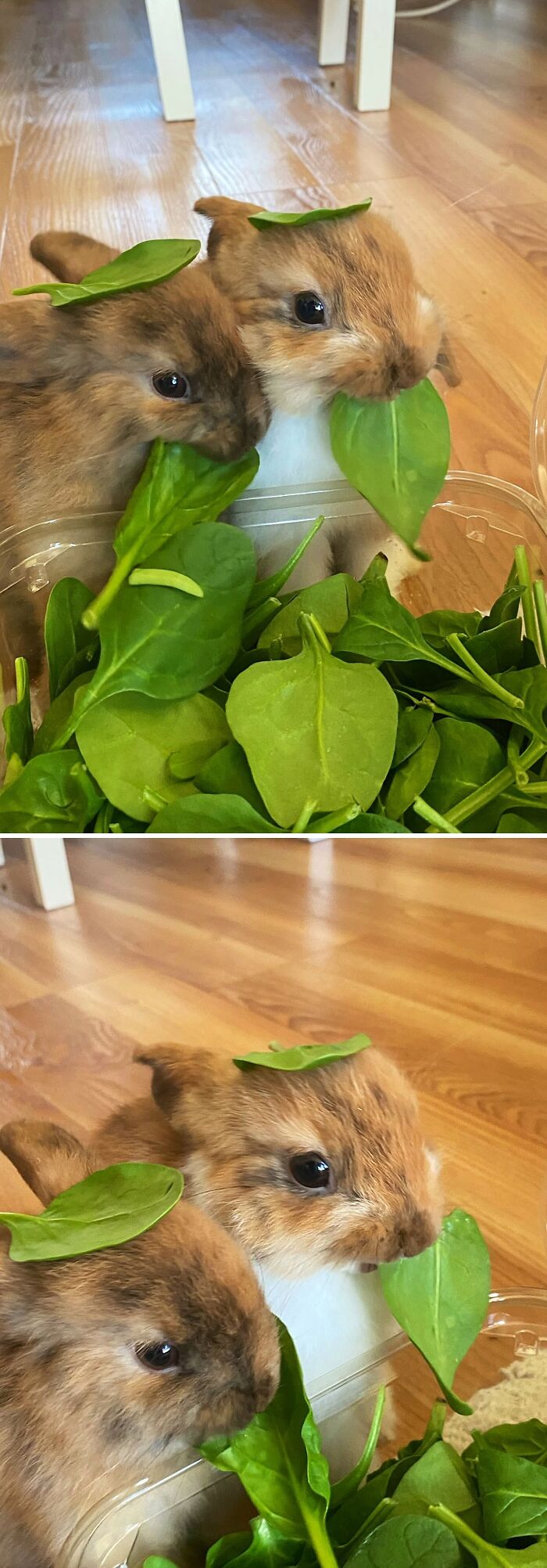 Two cute animals eating fresh green spinach leaves indoors on a wooden floor in an adorable way