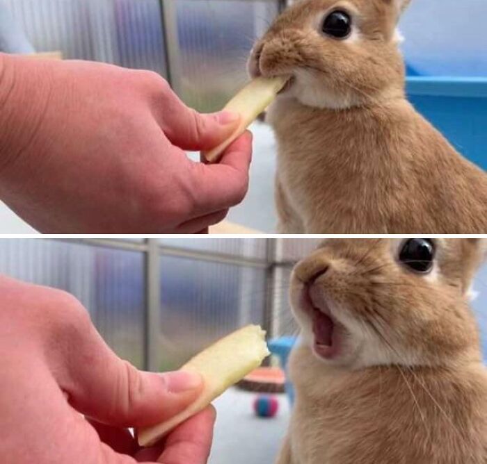 Adorable cute animal eating a snack, showing a small brown rabbit enjoying food in a close-up view