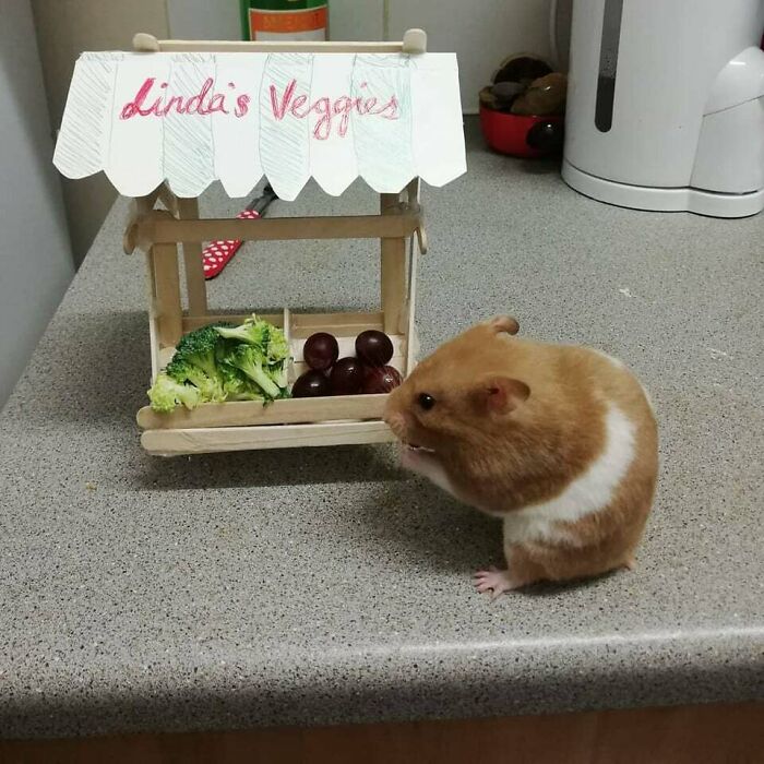 Cute hamster eating next to a miniature veggie stand with broccoli and grapes on a kitchen countertop.