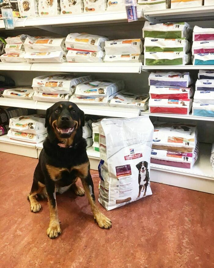 Smiling dog sitting next to a large bag of dog food in a pet store aisle filled with various pet food bags.