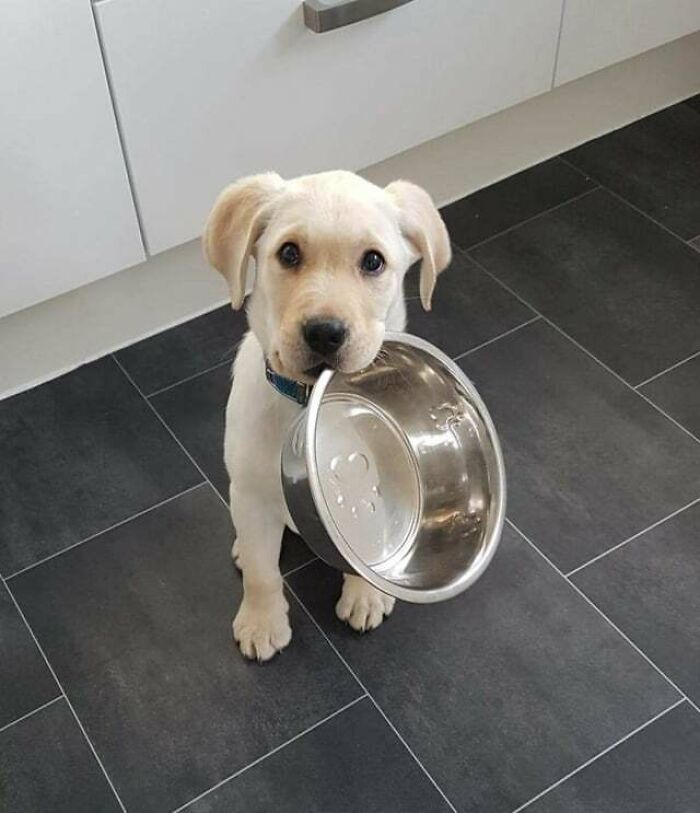 Cute puppy holding empty food bowl in mouth, waiting to be fed, showcasing adorable animals eating behavior.