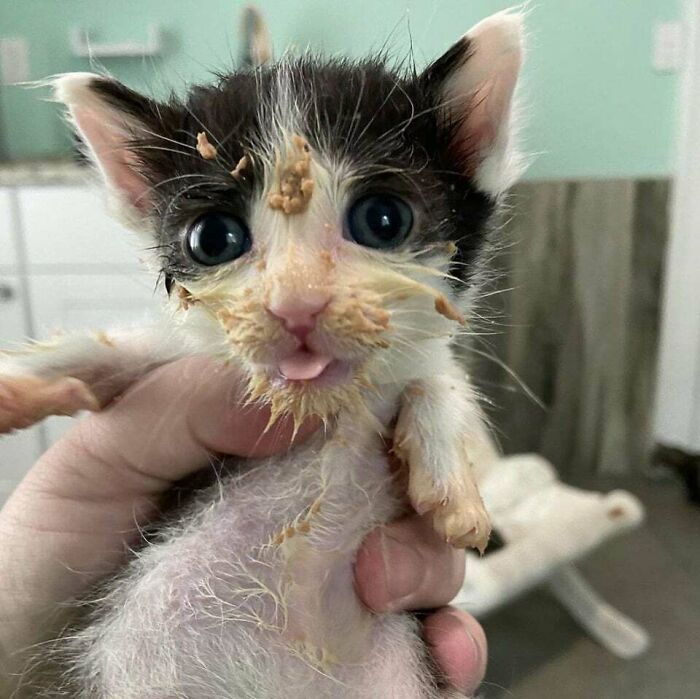 Adorable kitten covered in food, showcasing one of the cutest animals eating in the most adorable way.