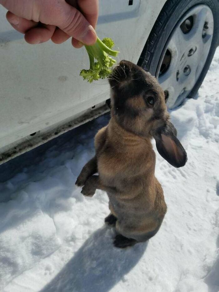 Found This Guy Under My Car This Morning. Spent About 10 Minutes Hand-Feeding Him Carrots And Broccoli