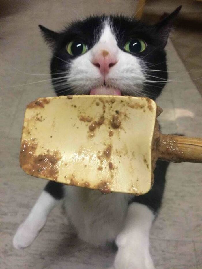 I Make My Own Raw Cat Food. After Making A Batch, I Let Her Lick The Spoon