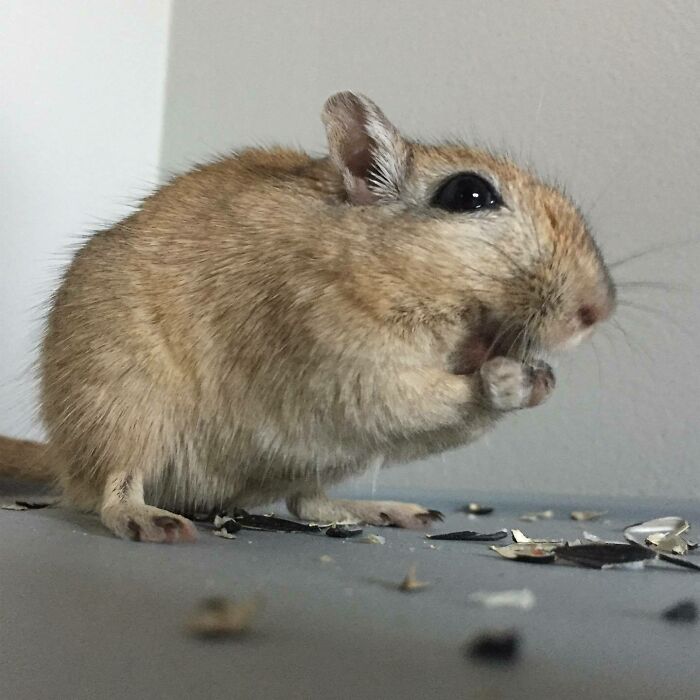 Small cute animal eating seeds with tiny paws, showcasing adorable and heartwarming eating behavior up close.