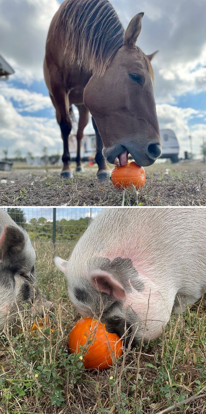 Horse and pigs eating pumpkins outdoors, showcasing cute animals eating in the most adorable way.