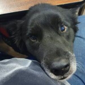 brian_dimmitt avatar