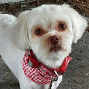 sylviearsenault avatar